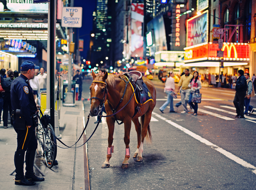 Police Horse